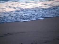 Sanderling Feeding in the Surf Stock Footage