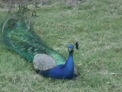 Peacock 18: HD 1080/60i Stock Footage