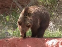 MS TS Grizzly Bear (Ursus Arctos horribills) walks down river bank. /Utah, USA Stock Footage