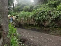 MS Miner carrying solid sulfur to the weighting cabin / Ijen, Java, Indonesia Stock Footage
