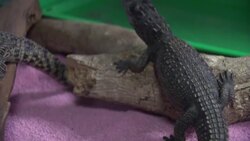 Wildlife shelter offers a refuge for indigenous animals in need News Clip