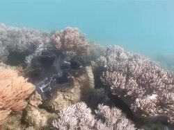 MS  Coral waving in great barrier reef  AUDIO / Queensland, Australia Stock Footage