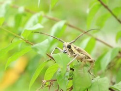 Beetle in Action Stock Footage
