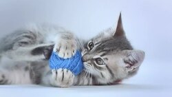 HD: Cute Kitten Playing With A Ball Stock Footage