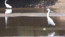 Little Egret Stock Footage