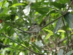 Bird with nest on tree. Stock Footage