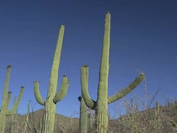 Saguaro National Park Stock Footage