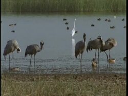 MS Cranes standing in shallows, ducks and egret in water, Gujarat, India Stock Footage