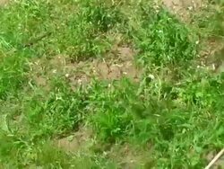 Salmon Fishing Stock Footage