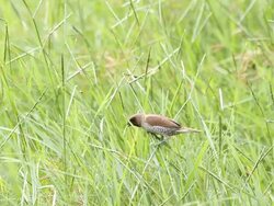 Bird on the Prairie Stock Footage