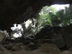 cave scene there are the old forest Stock Footage