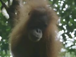 MS Young orang utan swinging through trees / Bukit Lawang, North Sumatra, Indonesia Stock Footage