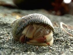 Hermit  crab Stock Footage