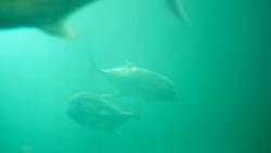 Sea fish Stock Footage