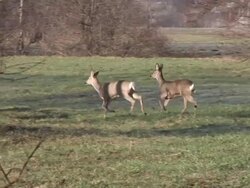 HD: A herd of roe deers Stock Footage