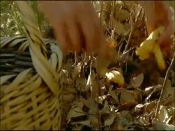 Cutting mushrooms from stalk, Autumn, Jimena de la Frontera, Cadiz, Andalusia, Southern Spain Stock Footage
