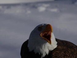 bald eagle close-up Stock Footage
