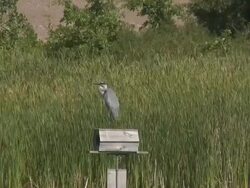 Great blue heron 1 - HD, SD 60i Stock Footage
