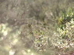 MS Shot of Meerkats walking and foraging through fynbos and succulents / Namaqualand, Northern Cape, South Africa Stock Footage