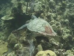 Hawksbill turtle (Eretmochelys imbricata) swims various and foraging on reef, Roatan Island, Honduras  Stock Footage