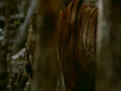 MCU Bengal tiger manoeuvring through mangrove forest, Away from camera, India Stock Footage