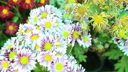 HD Panning: multi color flower in garden. Stock Footage