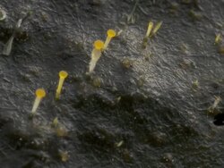 T/L dung fungi (Pilobolus sp.) on cow dung take 4, UK Stock Footage