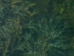 Seaweed refractions Stock Footage
