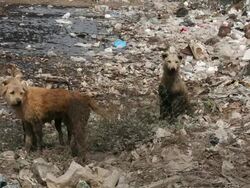 Homeless dirty dogs Stock Footage