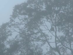Misty tree tops, Orangutans (Pongo pygmaeus) swinging through, Danum Valley, Sabah, Malaysia, Borneo Stock Footage