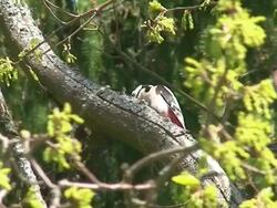 Great Spotted Woodpecker (Dendrocopos major) Stock Footage