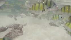 Tropical Fish Stock Footage