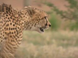 Cheetah (Acinonyx jubatus) walking away, turns head to camera; with audio, Kenya Stock Footage