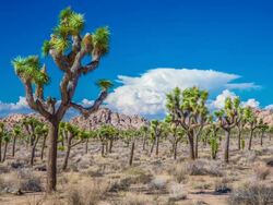 TIME LAPSE: Joshua Trees in Desert Stock Footage