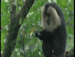 Lion tailed macaque, Macaca silenus, in tree, regurgitates food and eats it, Western Ghats, India Stock Footage