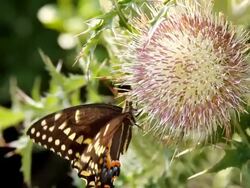 CU TD Shot of single butterfly seating on flower / Aligator River Refuge, North Carolina, United States Stock Footage