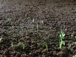 T/L, CU, Broad bean seedlings sprouting in field, United Kingdom Stock Footage