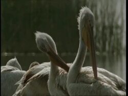 CU Row of Pelicans preening, Gujarat, India Stock Footage