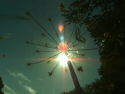 Seeds disperse from umbelliferous seed head Stock Footage