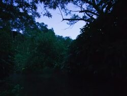T/L darkness falling over river, revealing firefly trails, Japan Stock Footage