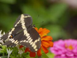 CU Shot of Swallowtail butterfly on orange flower / Santa Barbara, California, United States Stock Footage