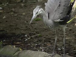 SLOW MOTION: Heron Stock Footage