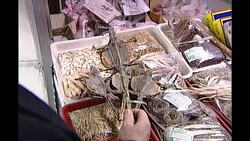 Live crabs and shellfish at market News Clip