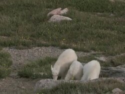 MS PAN Shot of three mountain goat kids jumping and playing on tundra / Idaho Springs, Colorado, United States Stock Footage