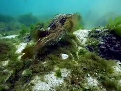 MS TS Shot of underwater scene of fish / Cantons, Galapagos, Ecuador Stock Footage