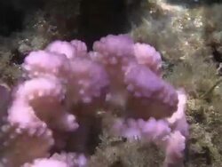 Coral in hawaiian coast Stock Footage
