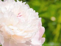 Peony Close-up in Wind Stock Footage