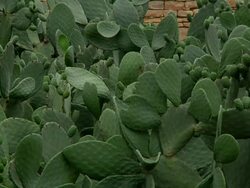 Cactus plants Stock Footage