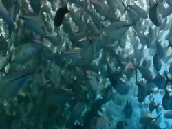 TrevallyJack Closed Up Stock Footage