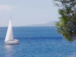 R/F Conifer Tree Against Sailboat Stock Footage
